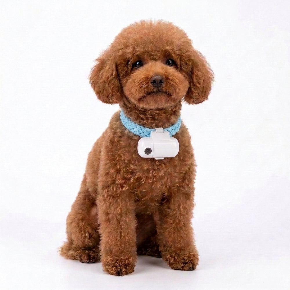 Personalized Pet Photo & Name Ground Projector Light for Pet Collar & Harness